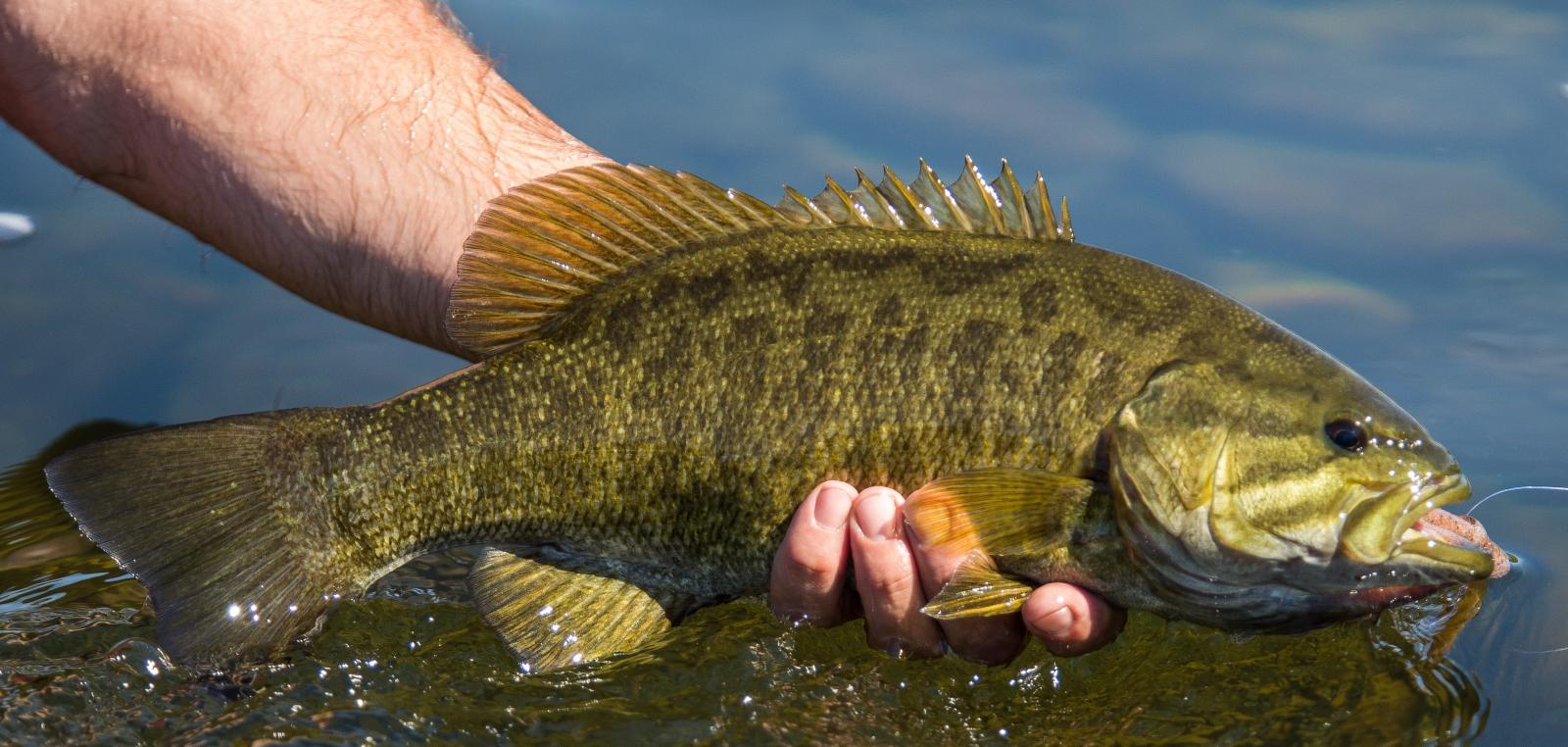 Life Cycles of Wallenpaupack Fish – Wally BITES, LLC.