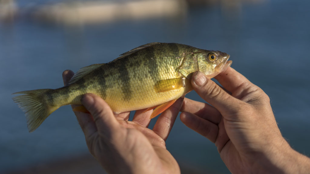 Bait Fishing on Lake Wallenpaupack – Wally BITES, LLC.