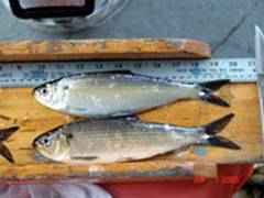 Fishing Lake Wallenpaupack – Hard Baits & Soft Baits – Wally BITES